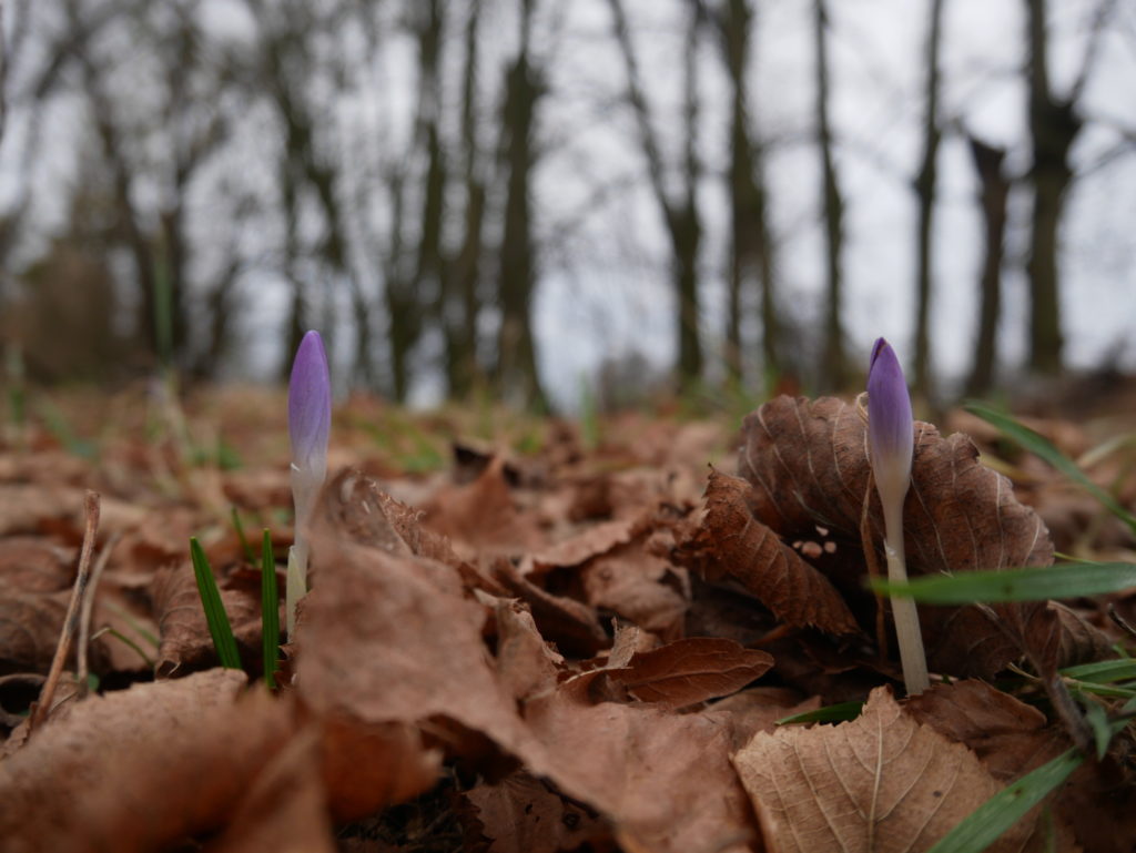 Frühlingsblumenpaar im Waldgarten - falls du sie nicht siehst, lade die Bilder für diesen Newsletter!