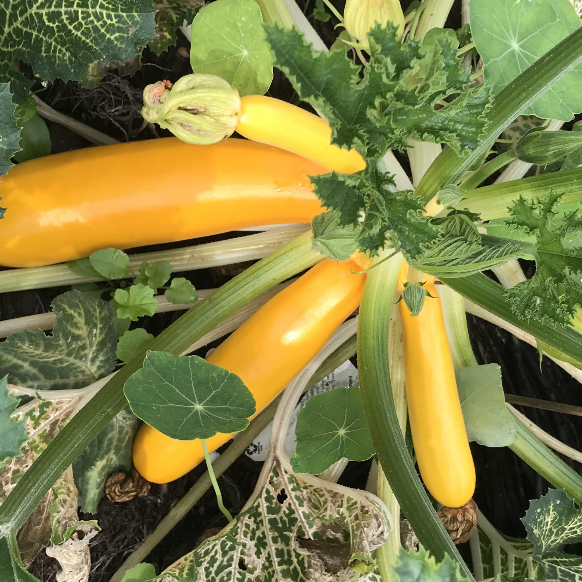 Zucchini in der Gemüsegärtnerei