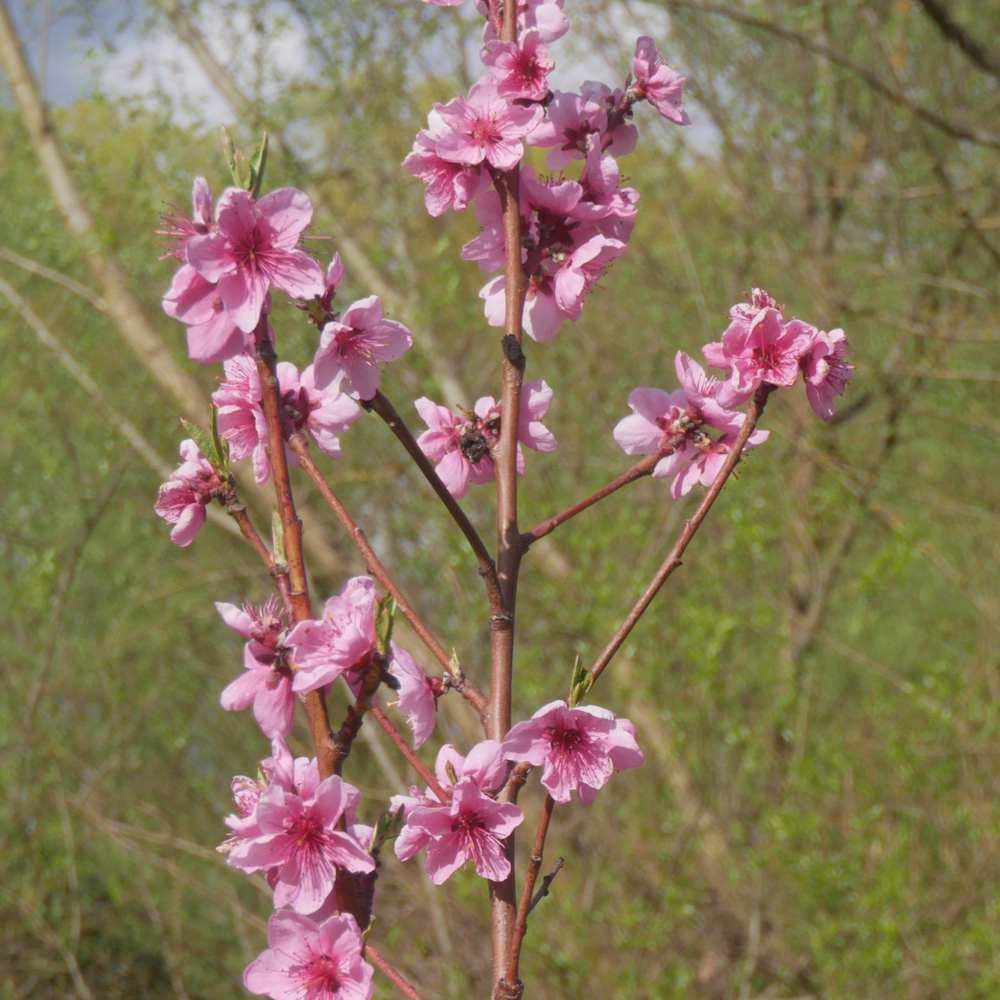 peach flower