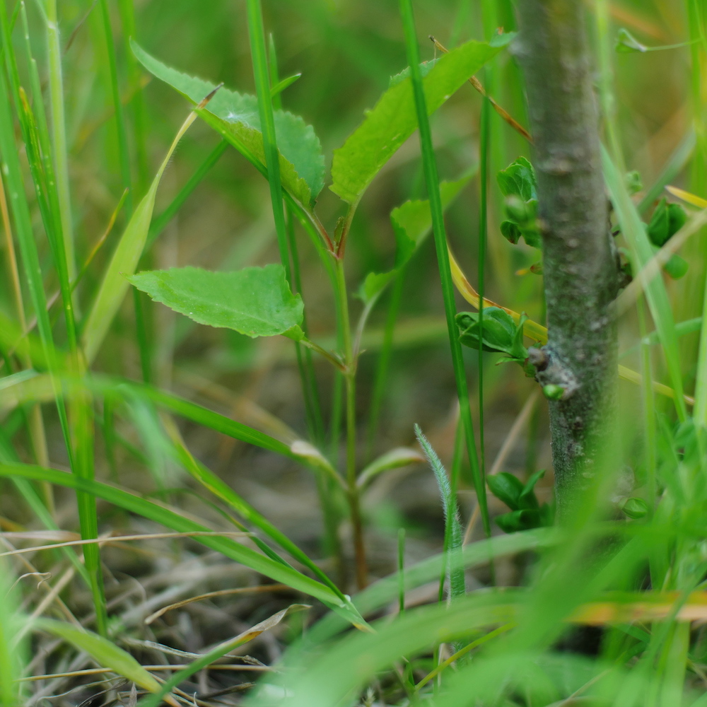 baby plum tree