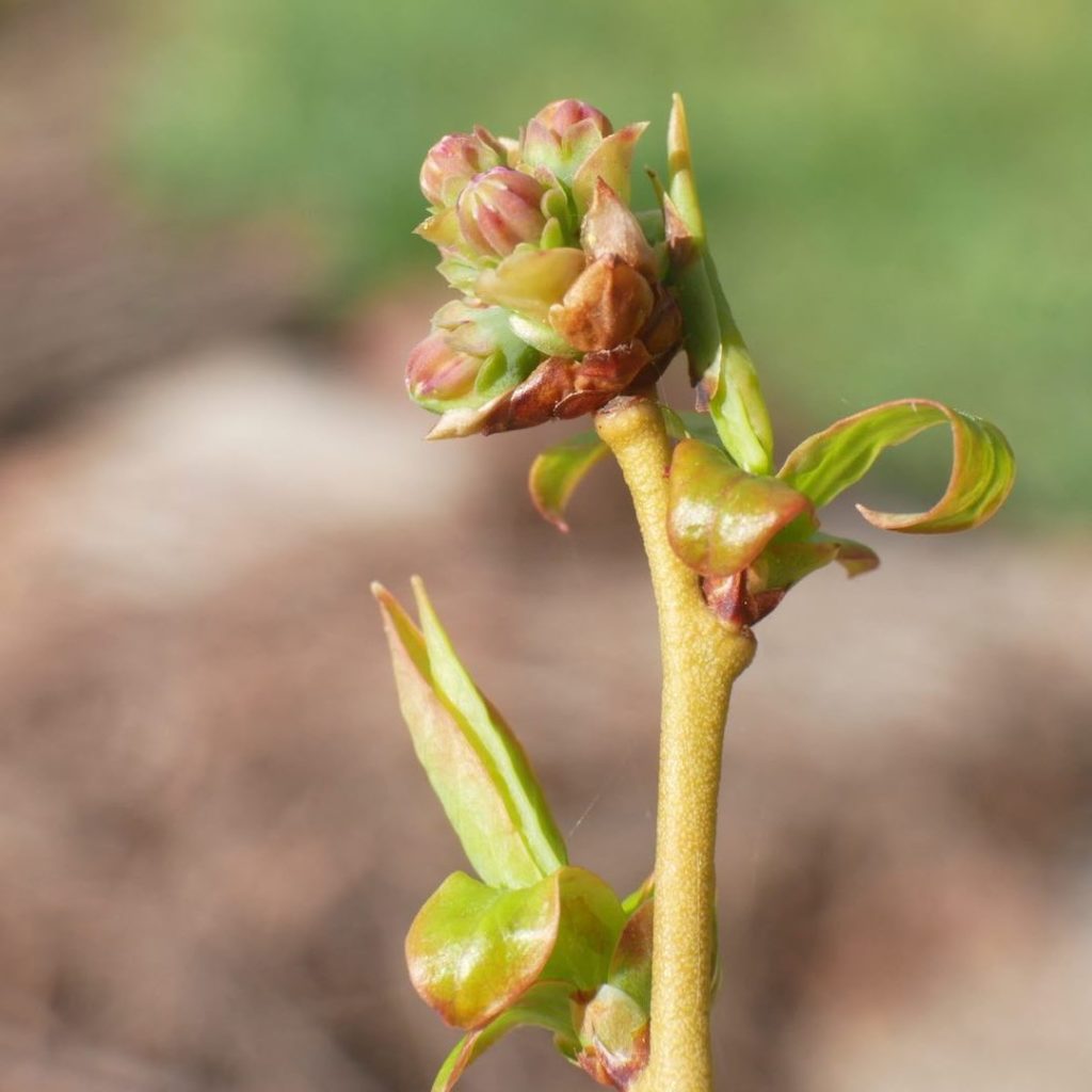 blueberry flower