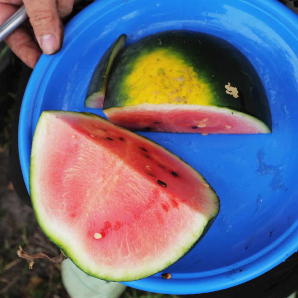 Rehfelder Wassermelone